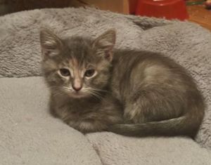 Nina from Pasadena is part of the dice combinations litter She is a typical kitten who loves to run