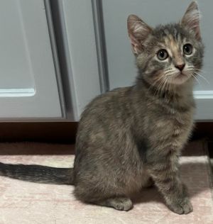 Nina from Pasadena is part of the dice combinations litter She is a typical kitten who loves to run