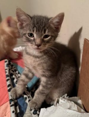 Little Joe from Kokomo is part of our dice combinations litter He is typical kitten who loves to ru