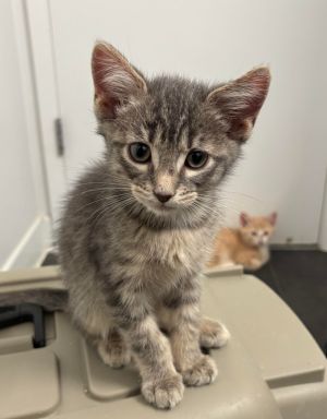 Little Joe from Kokomo is part of our dice combinations litter He is a friendly and chatty kitten t