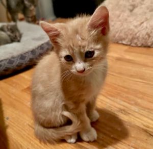 Big Red is part of the dice combinations litter He is a typical kitten who loves to run play and