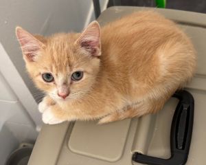 Big Red is part of the dice combinations litter This cutie is on the shyer side but gets more comfo