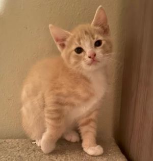 Snake Eyes is part of the dice combination litter He is a typical kitten who loves to run play and