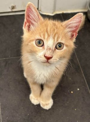 Snake Eyes is part of the dice combination litter He is the trouble-maker of the bunch He loves a 