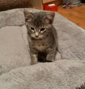 Sixie from Dixie is part of the dice combinations litter She is a typical kitten who loves to run 