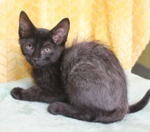 Miller - 42032, Baby Male Domestic Short Hair