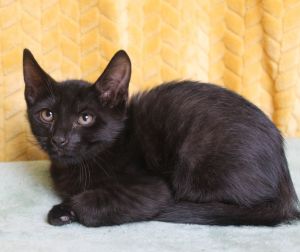 Michael - 42031, Baby Male Domestic Short Hair