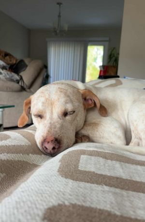 Lillie Grace, Adult Female Labrador Retriever