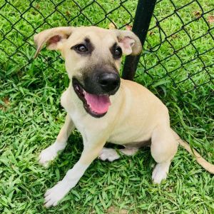 Capri, Baby Female Shepherd