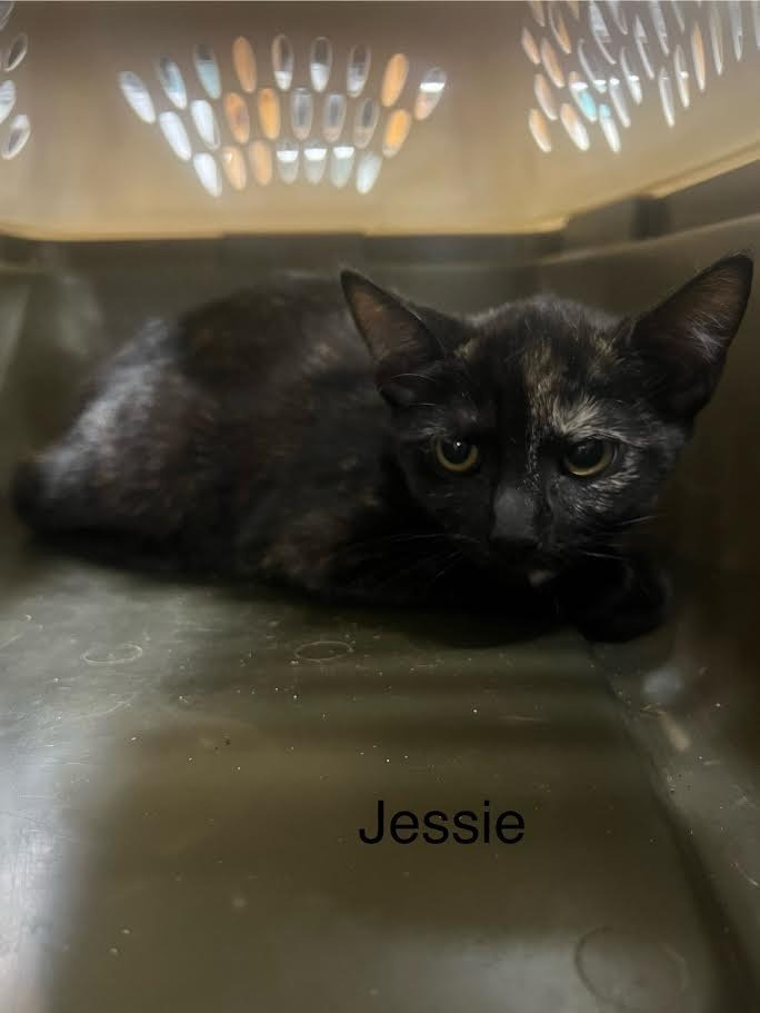 Jessie