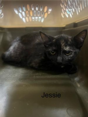 Jessie, Young Female Domestic Short Hair