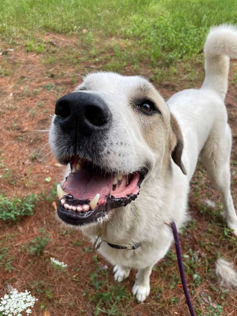 Lobo, an adoptable Great Pyrenees, Akbash in Glenfield, NY, 13343 | Photo Image 1