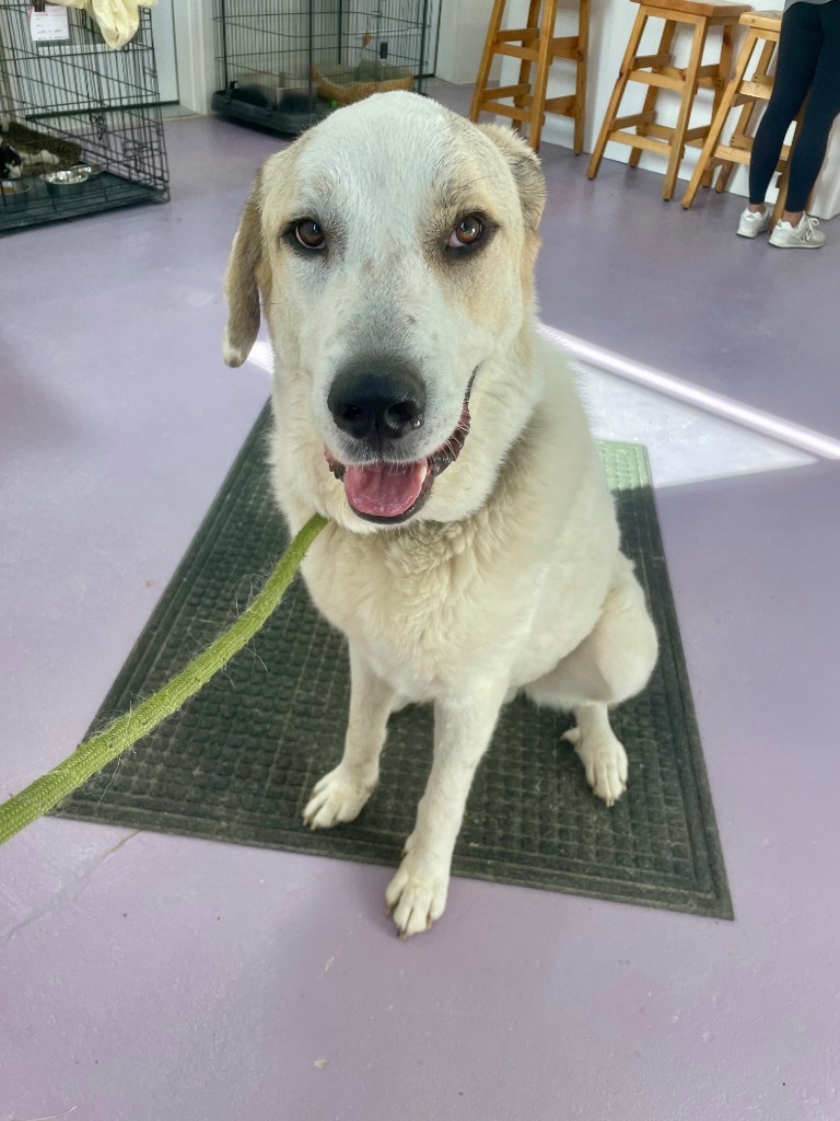 Lobo, an adoptable Great Pyrenees, Akbash in Glenfield, NY, 13343 | Photo Image 2
