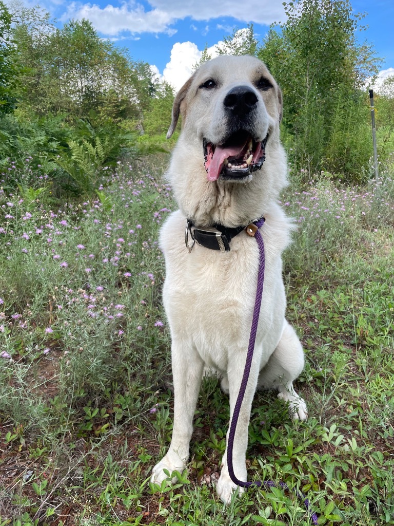 Lobo, an adoptable Great Pyrenees, Akbash in Glenfield, NY, 13343 | Photo Image 3