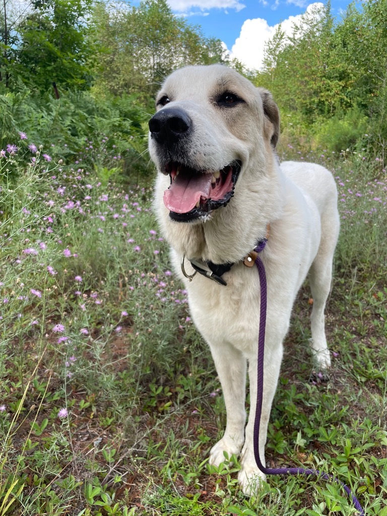 Lobo, an adoptable Great Pyrenees, Akbash in Glenfield, NY, 13343 | Photo Image 4