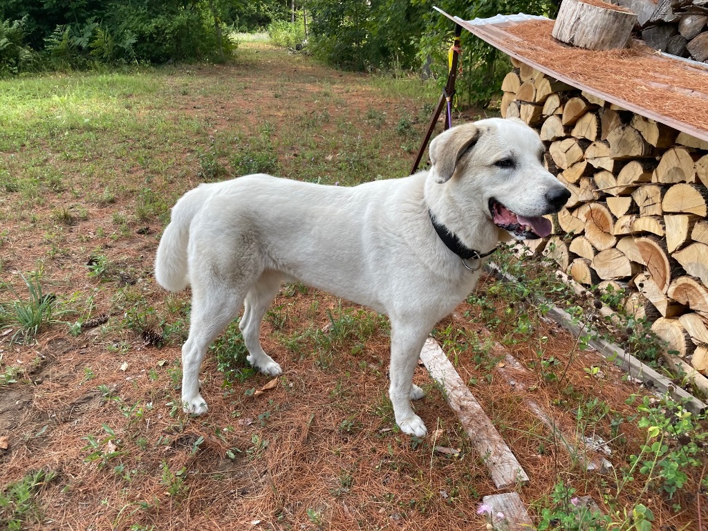 Lobo, an adoptable Great Pyrenees, Akbash in Glenfield, NY, 13343 | Photo Image 5