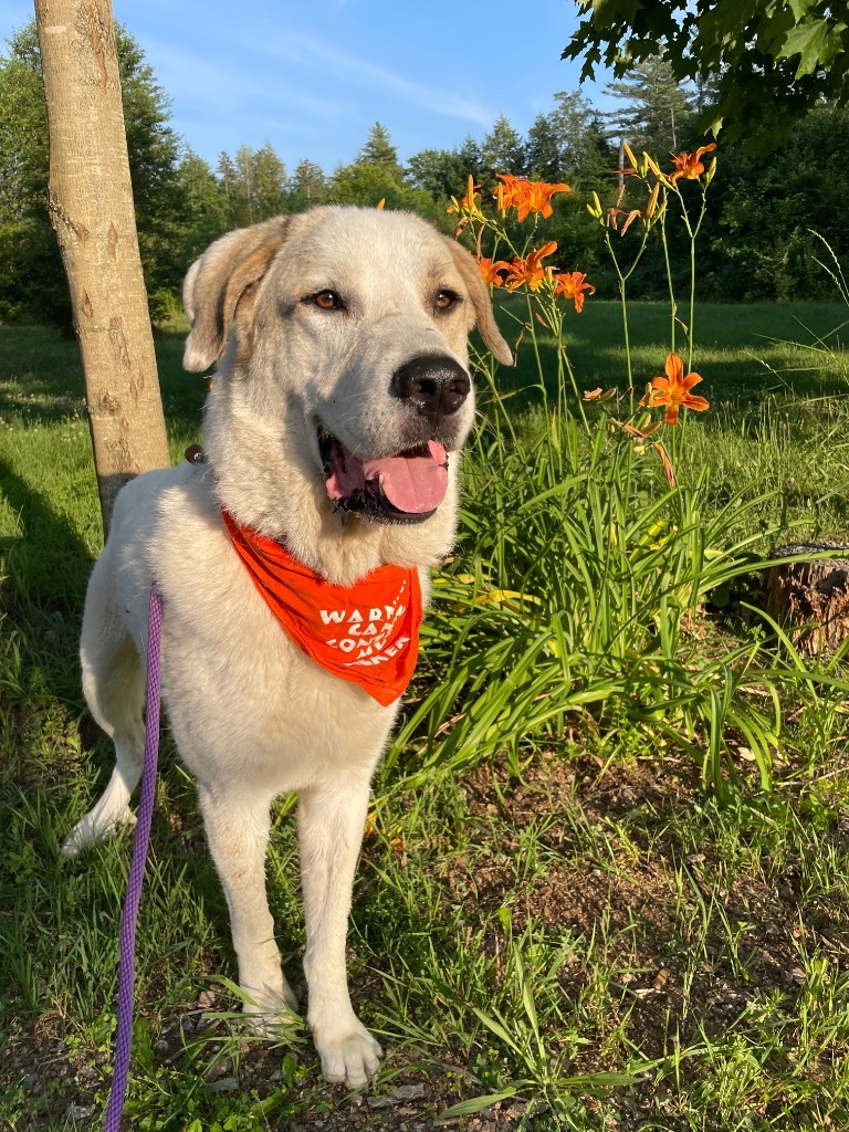 Lobo, an adoptable Great Pyrenees, Akbash in Glenfield, NY, 13343 | Photo Image 6