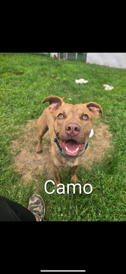 Camo