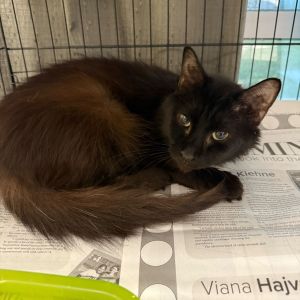 Ozzy Osborne, Adult Male Domestic Medium Hair