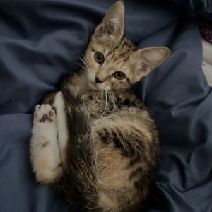 Catty Parten, Baby Female Domestic Short Hair