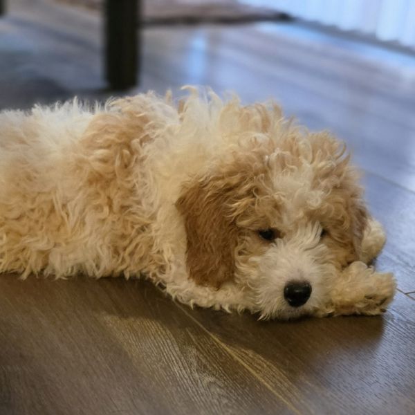 Teddy