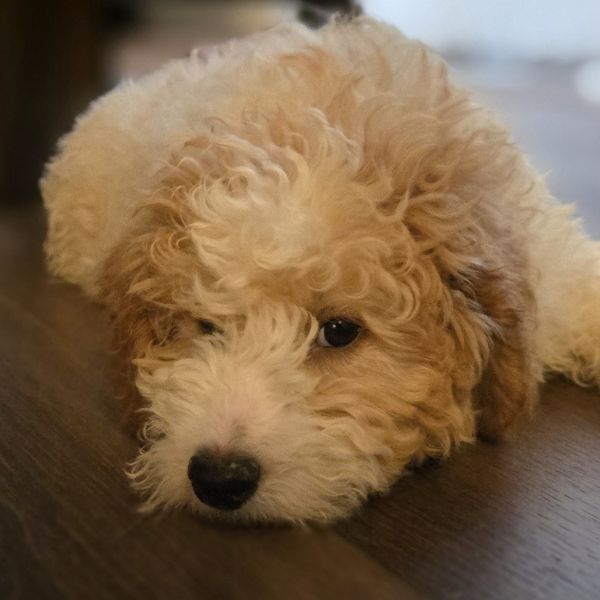 Teddy thumbnail 2