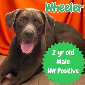 Wheeler, Adult Male Labrador Retriever