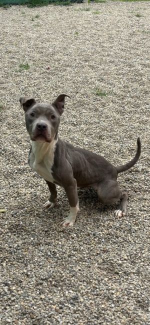 Graceland, Adult Female Pit Bull Terrier