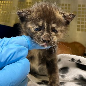 Giselle, Baby Female Domestic Short Hair