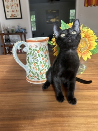 Fiyero