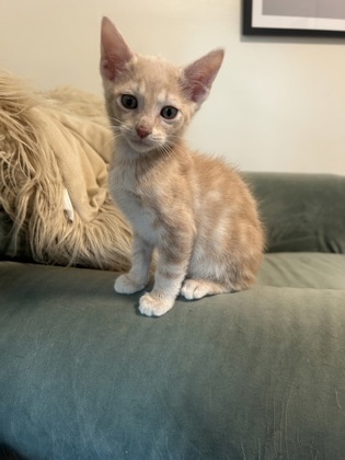 Fiyero