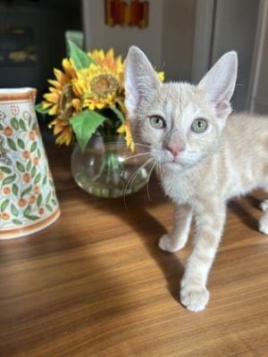 Fiyero, Baby Male Domestic Short Hair