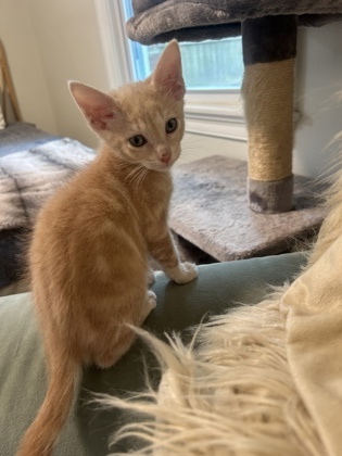 Fiyero