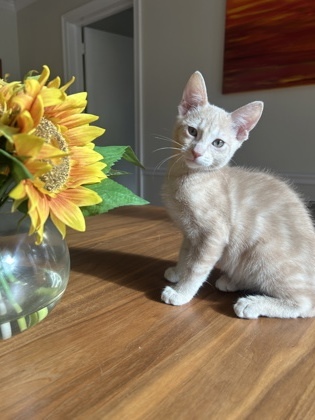 Fiyero