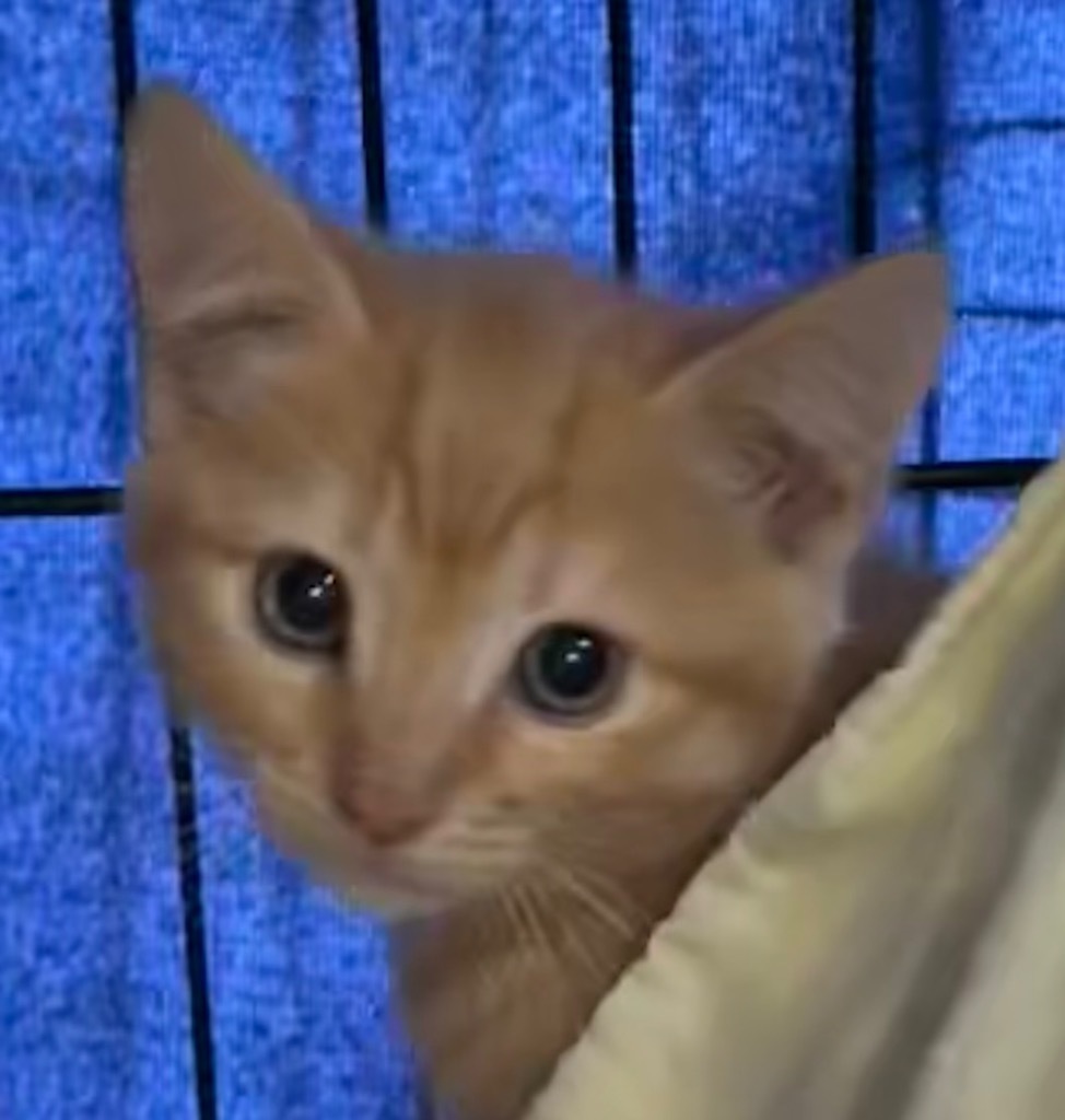SAMMY
