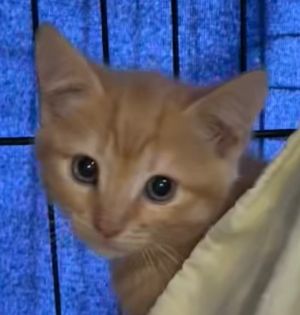 SAMMY, Baby Male Domestic Short Hair