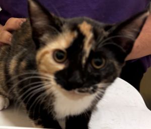 NESTLE, Baby Female Domestic Short Hair