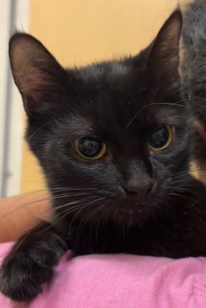 BEA, Adult Female Domestic Short Hair