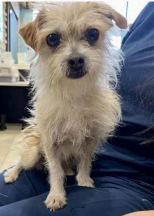 Guppy, Adult Male Wirehaired Terrier