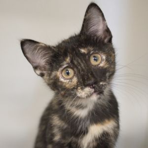 Eloise, Baby Female Domestic Short Hair