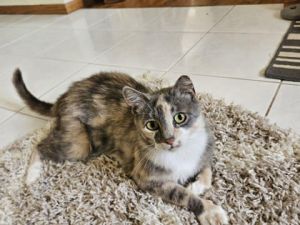Pearl, Adult Female unknown