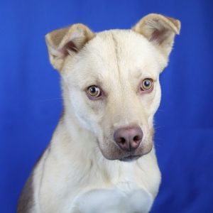 Meeks- 121311S, Young Male Shepherd