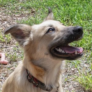 Sawyer, Young Male Shepherd