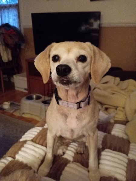 Darcie