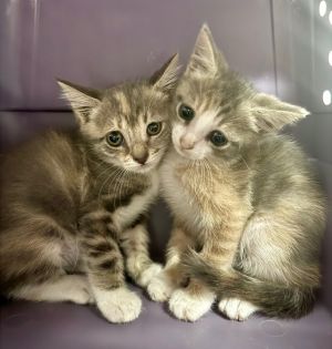 Daisy, Baby Female Domestic Short Hair