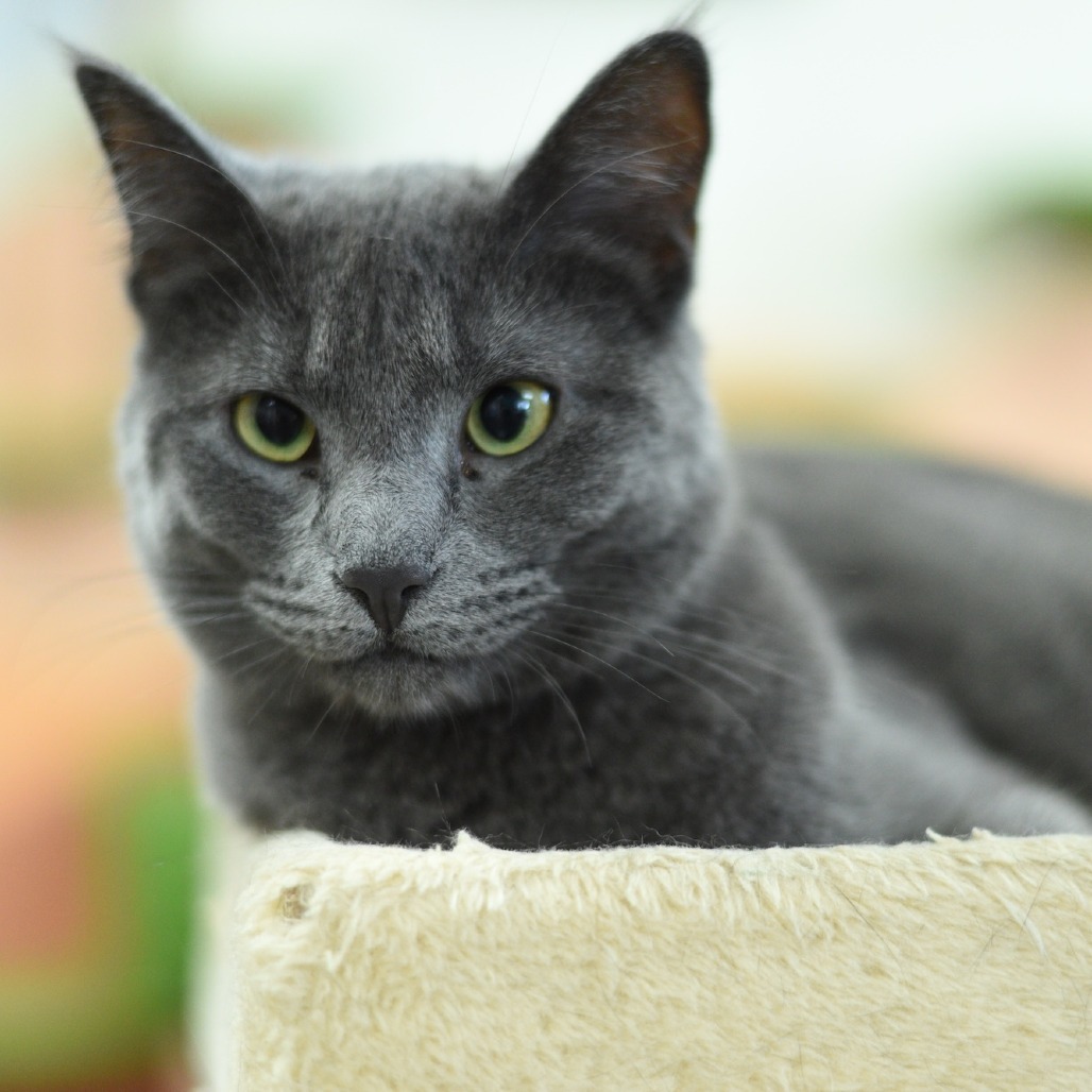 Phantom, an adoptable Domestic Short Hair in Idaho Falls, ID, 83402 | Photo Image 1