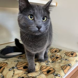 Phantom, Young Female Domestic Short Hair