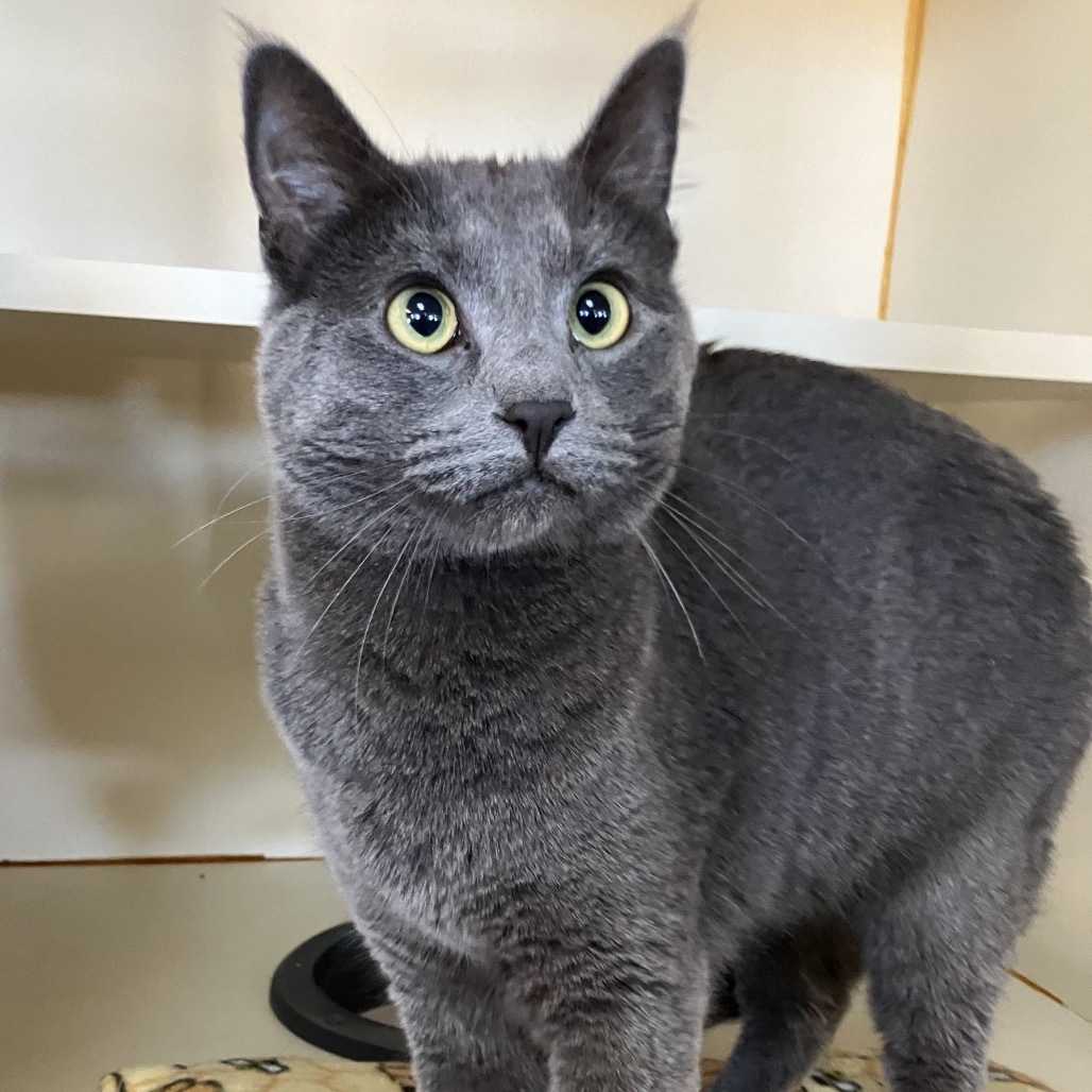 Phantom, an adoptable Domestic Short Hair in Idaho Falls, ID, 83402 | Photo Image 2