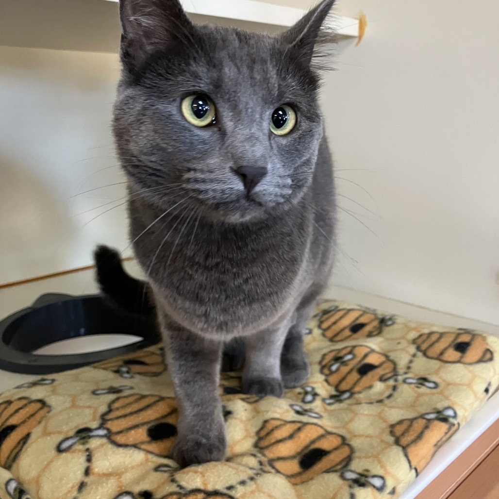 Phantom, an adoptable Domestic Short Hair in Idaho Falls, ID, 83402 | Photo Image 3