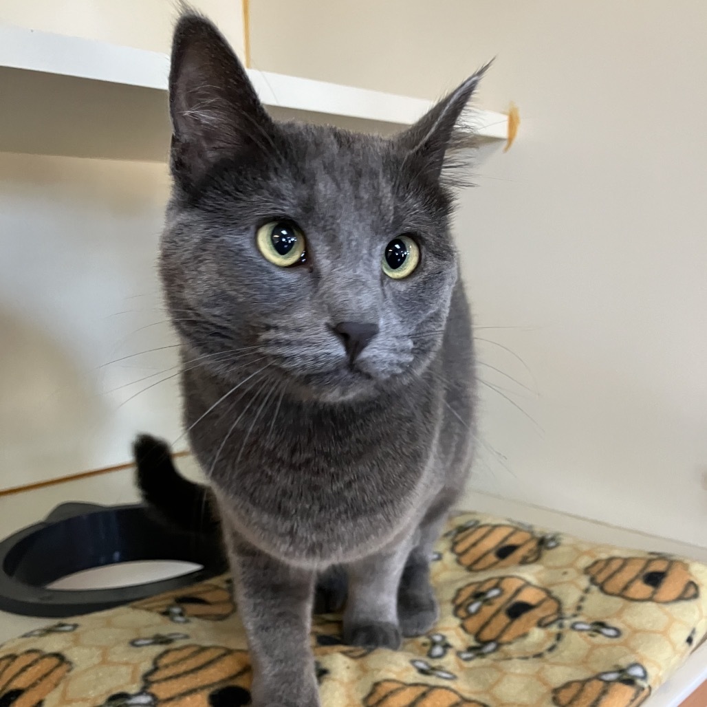 Phantom, an adoptable Domestic Short Hair in Idaho Falls, ID, 83402 | Photo Image 4